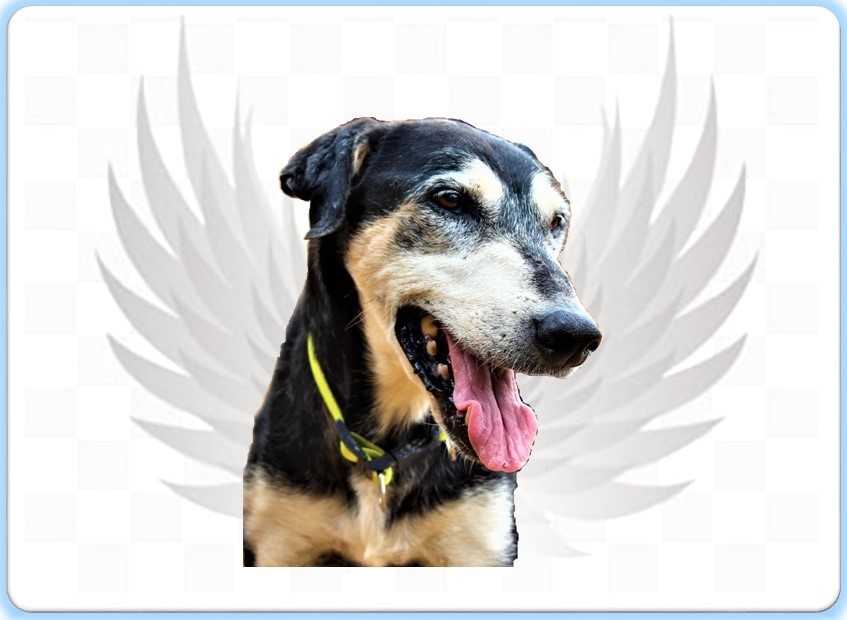 voluntário para cães