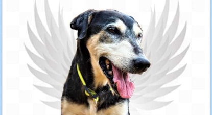 voluntário para cães