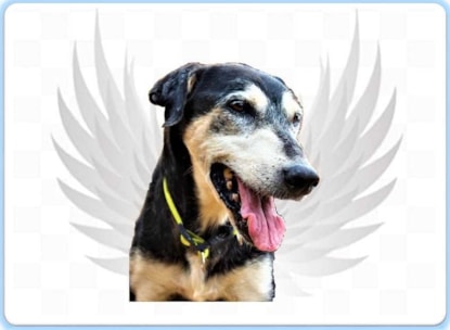 voluntário para cães