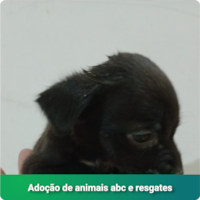 Feira virtual: Adoção de animais abc e resgates